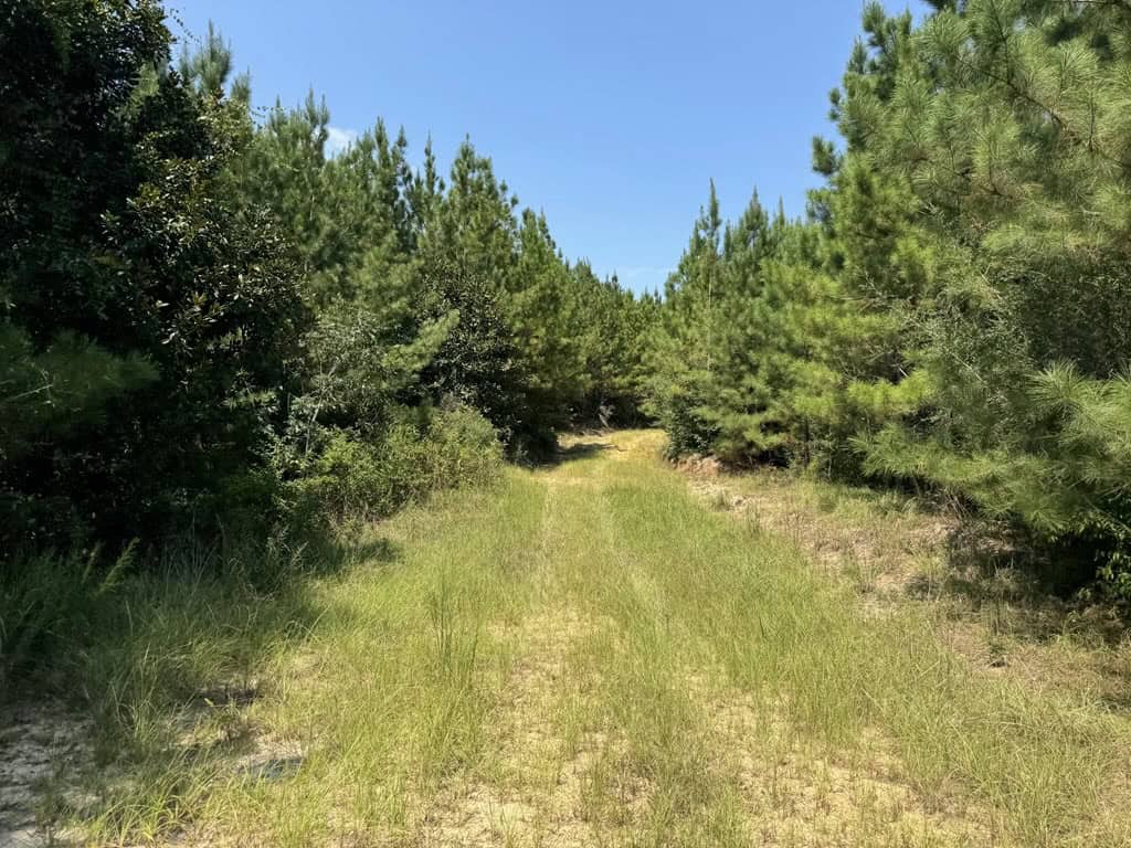 45 Acre Timberland Hunting Lincoln County South MS