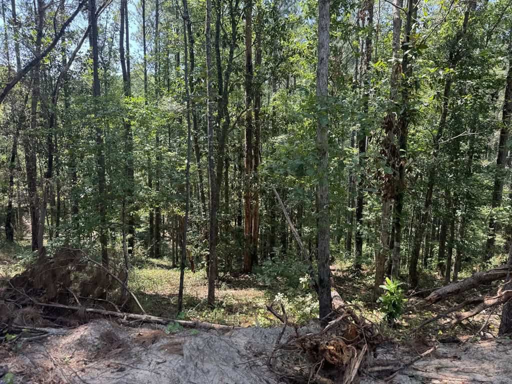 296 Acre Timberland for Sale with Creek Southwest MS
