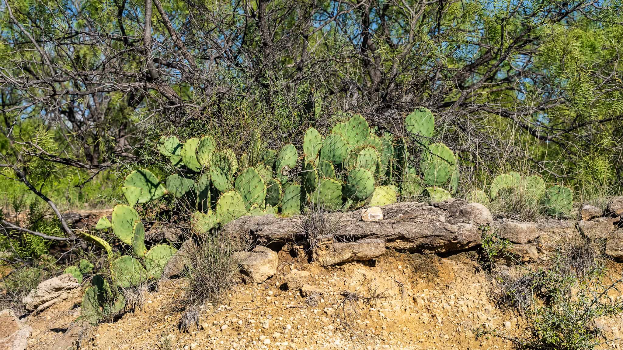 SOLD! Prime TX Hunting Property for Sale West of Fort Worth