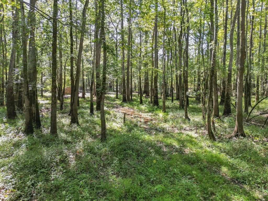 Hunting and Timberland for Sale in Ouachita Parish, LA