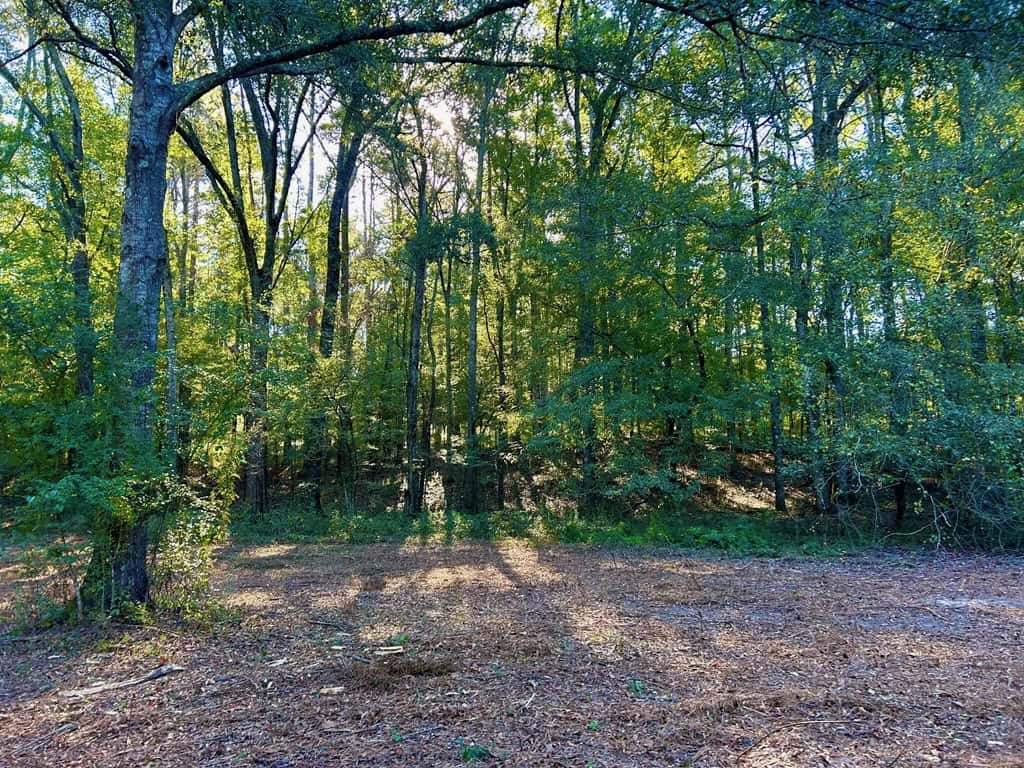 Smithdale MS 80+- Acres For Sale