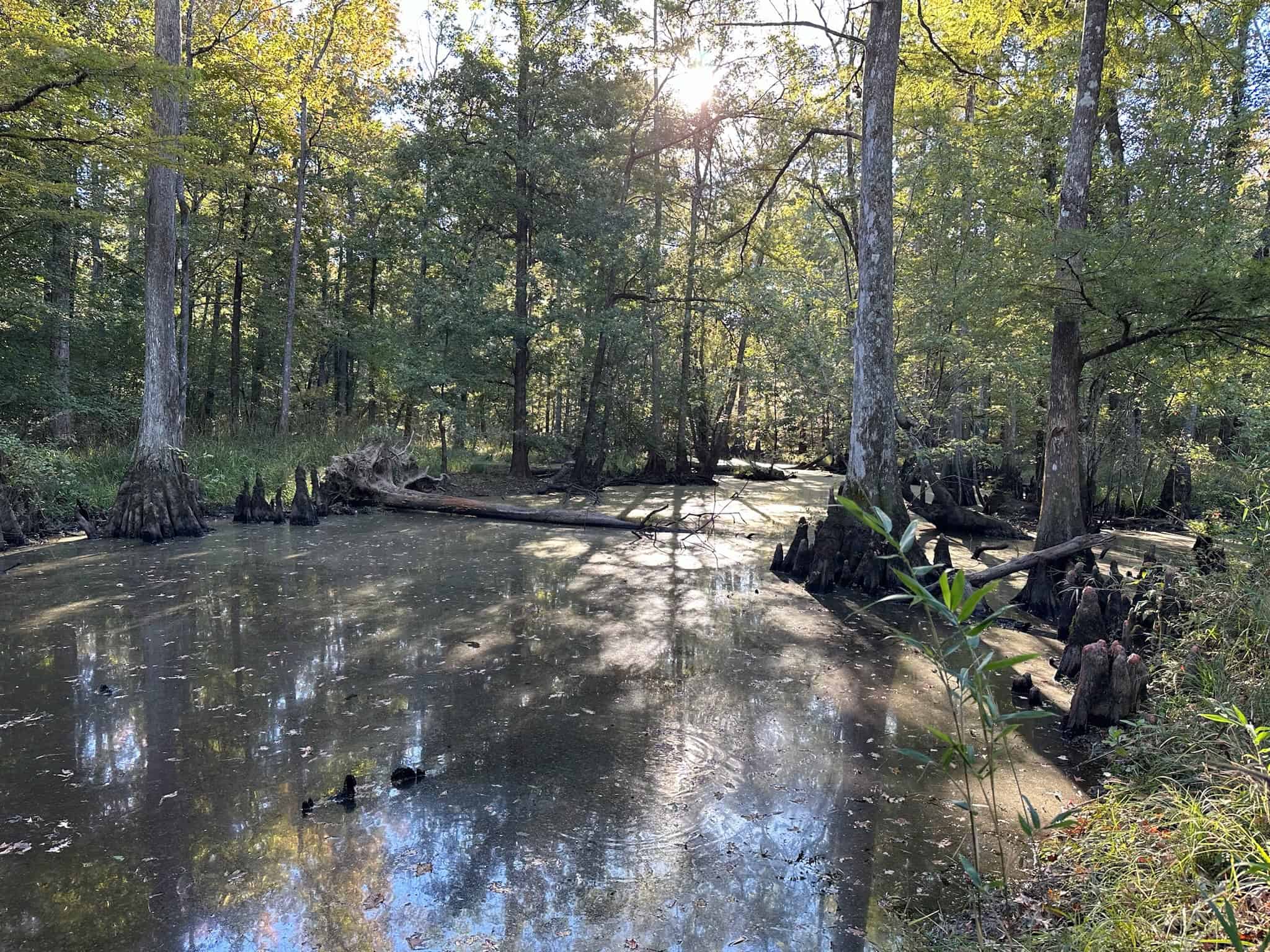 Hunting and Timberland Tract for sale in North Louisiana