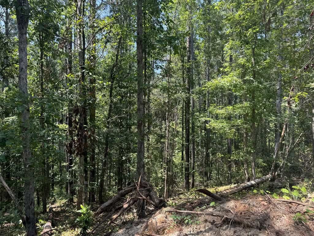 296 Acre Timberland for Sale with Creek Southwest MS