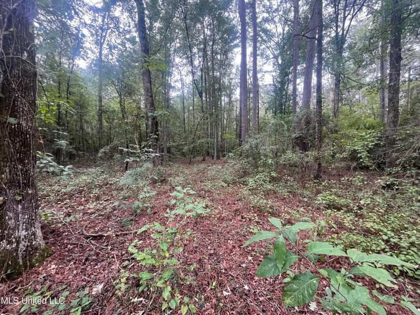 42 Acres for Sale with Old Country Home Scott Co MS