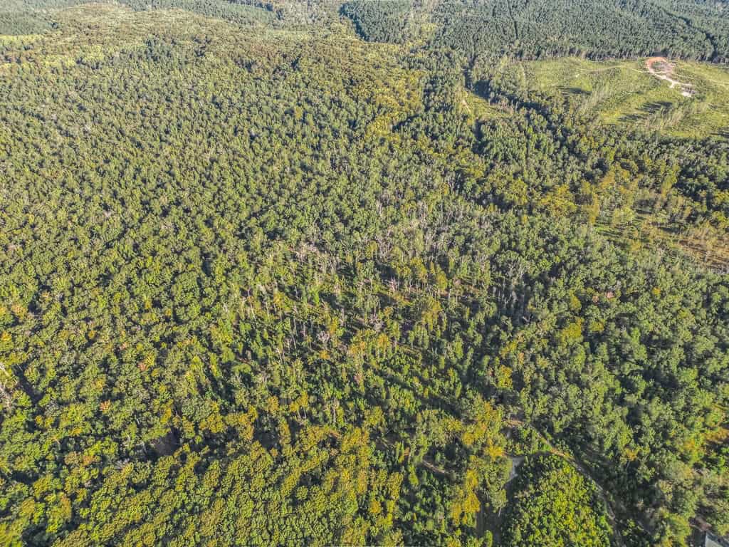 Hunting and Timberland for Sale in Ouachita Parish, LA