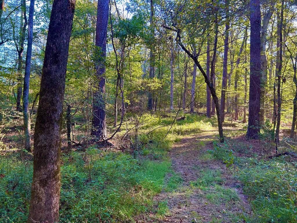 Smithdale MS 80+- Acres For Sale