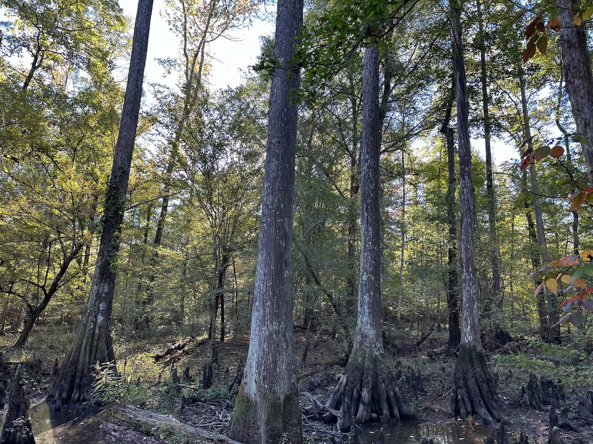 Hunting and Timberland Tract for sale in North Louisiana