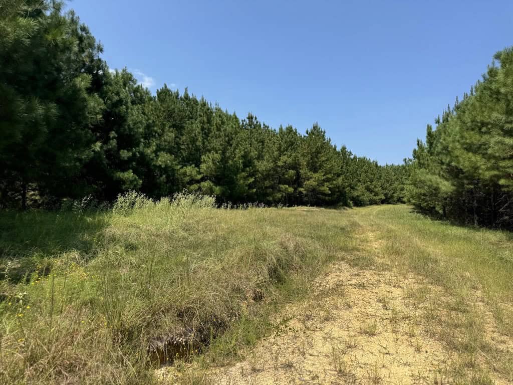45 Acre Timberland Hunting Lincoln County South MS
