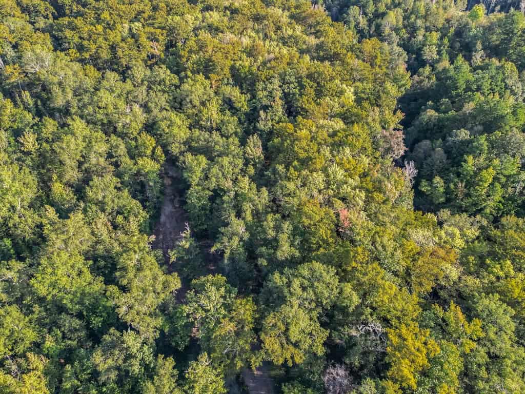 Hunting and Timberland for Sale in Ouachita Parish, LA