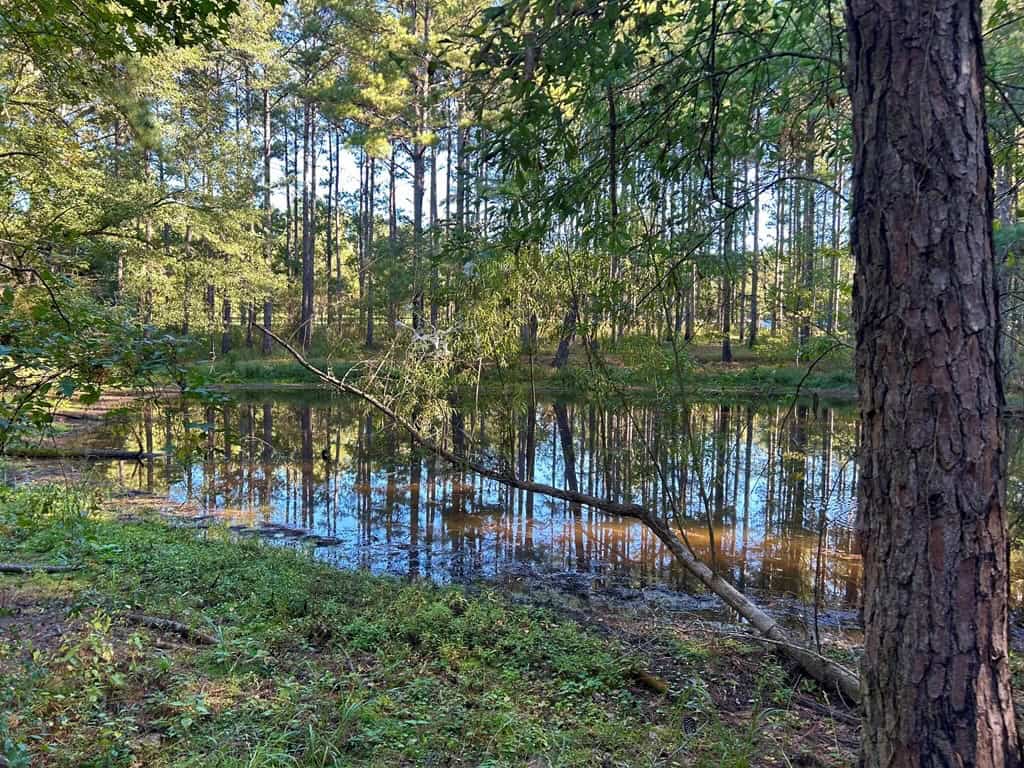 Smithdale MS 80+- Acres For Sale