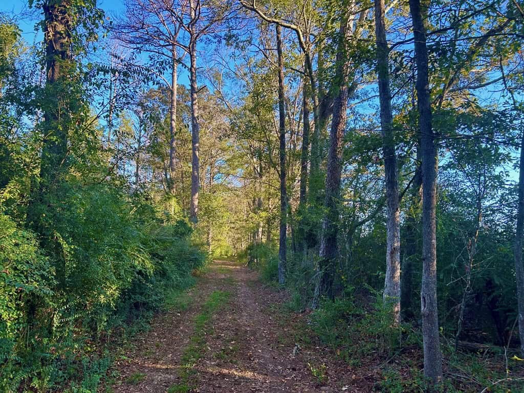 Smithdale MS 100+- Acres For Sale