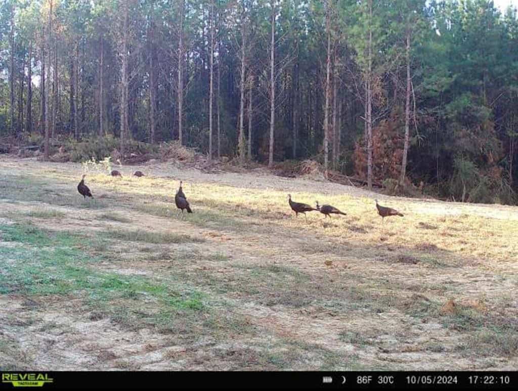 Turnkey Property in Amite County Connected to Caston Creek