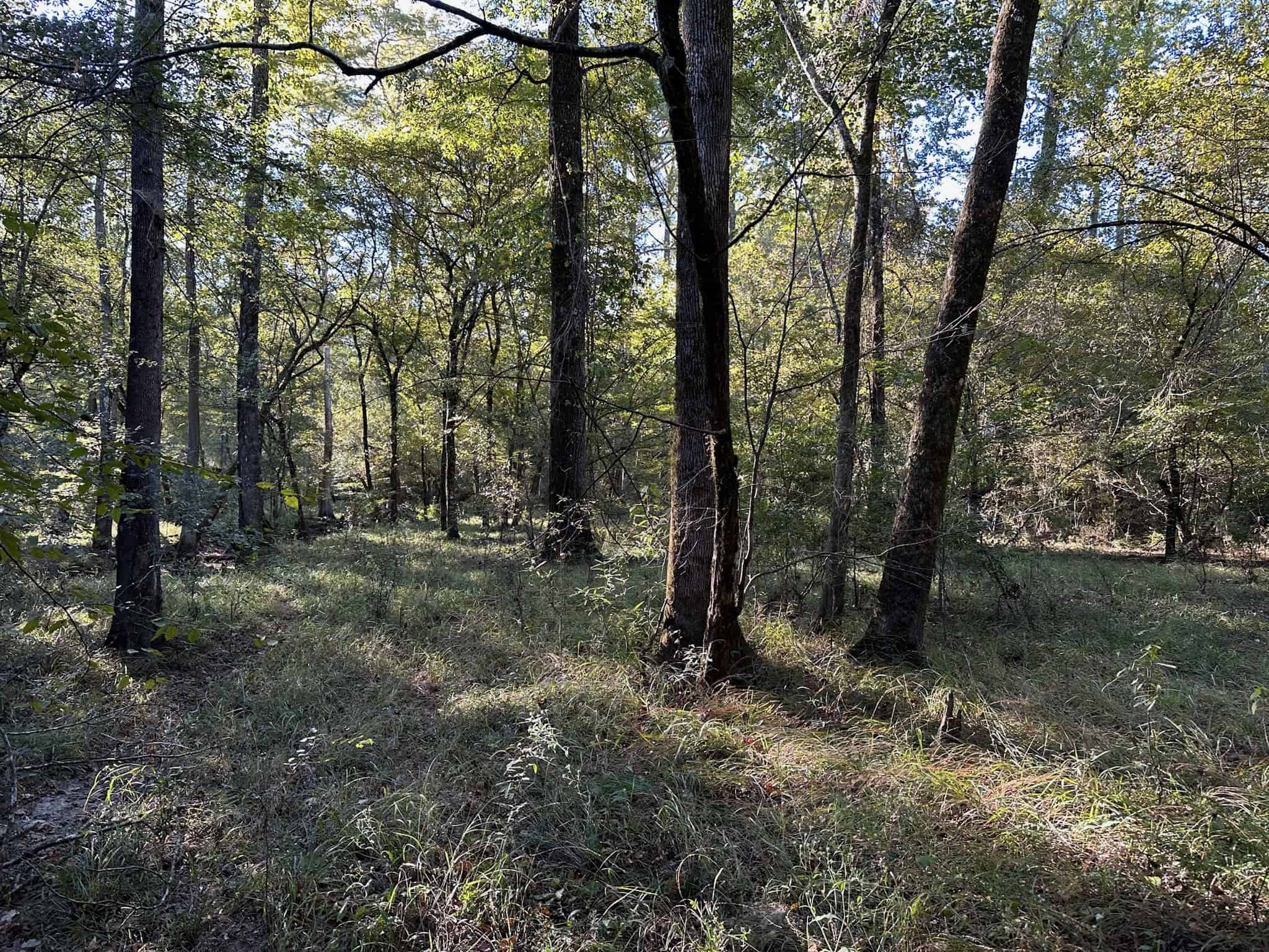 Hunting and Timberland Tract for sale in North Louisiana