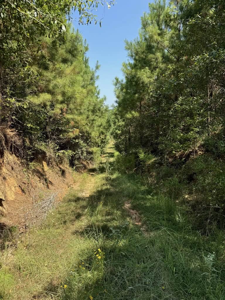 45 Acre Timberland Hunting Lincoln County South MS