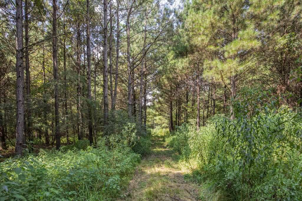 137 Acres for Sale with Comite River Frontage