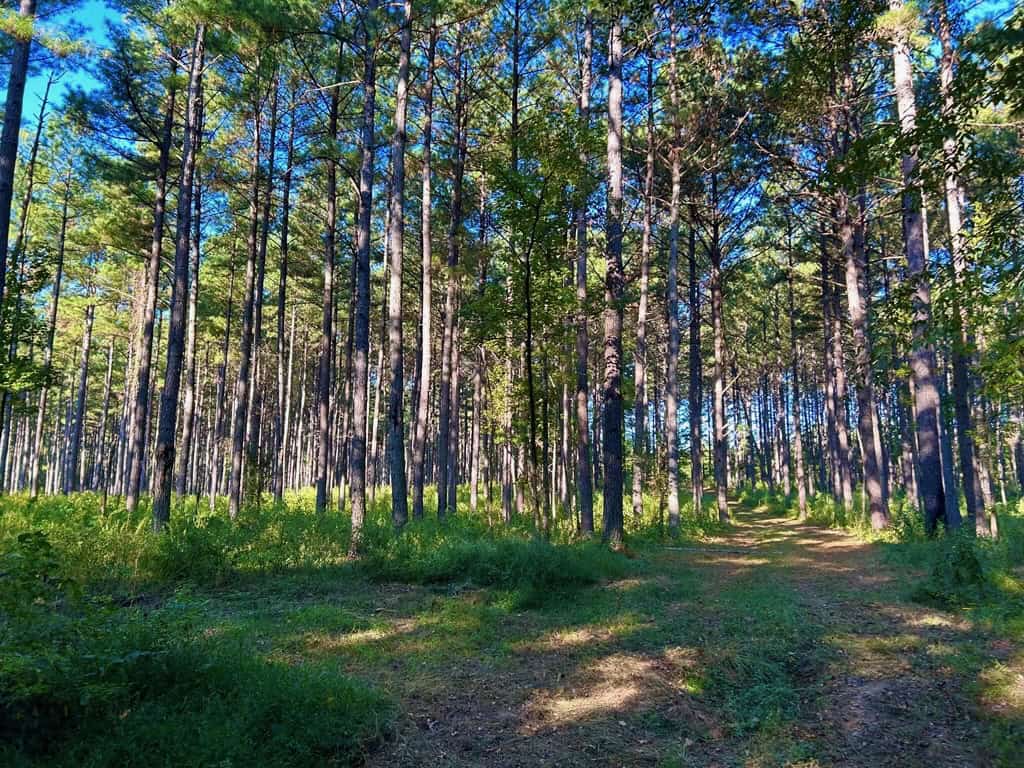 Smithdale MS 80+- Acres For Sale