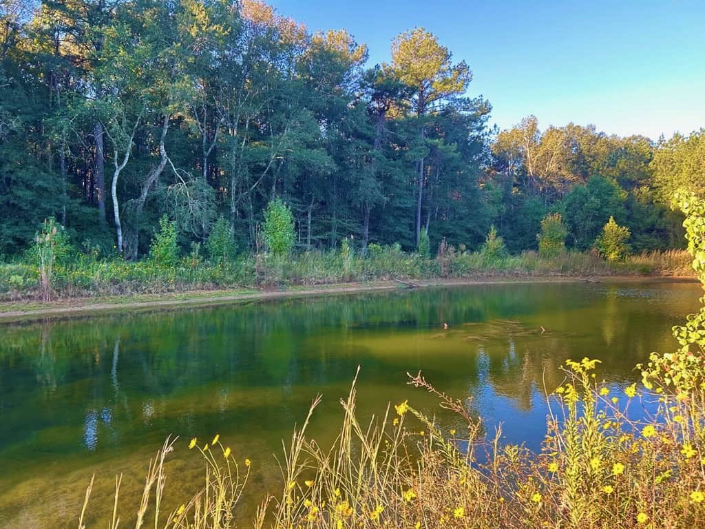 Smithdale MS 100+- Acres For Sale