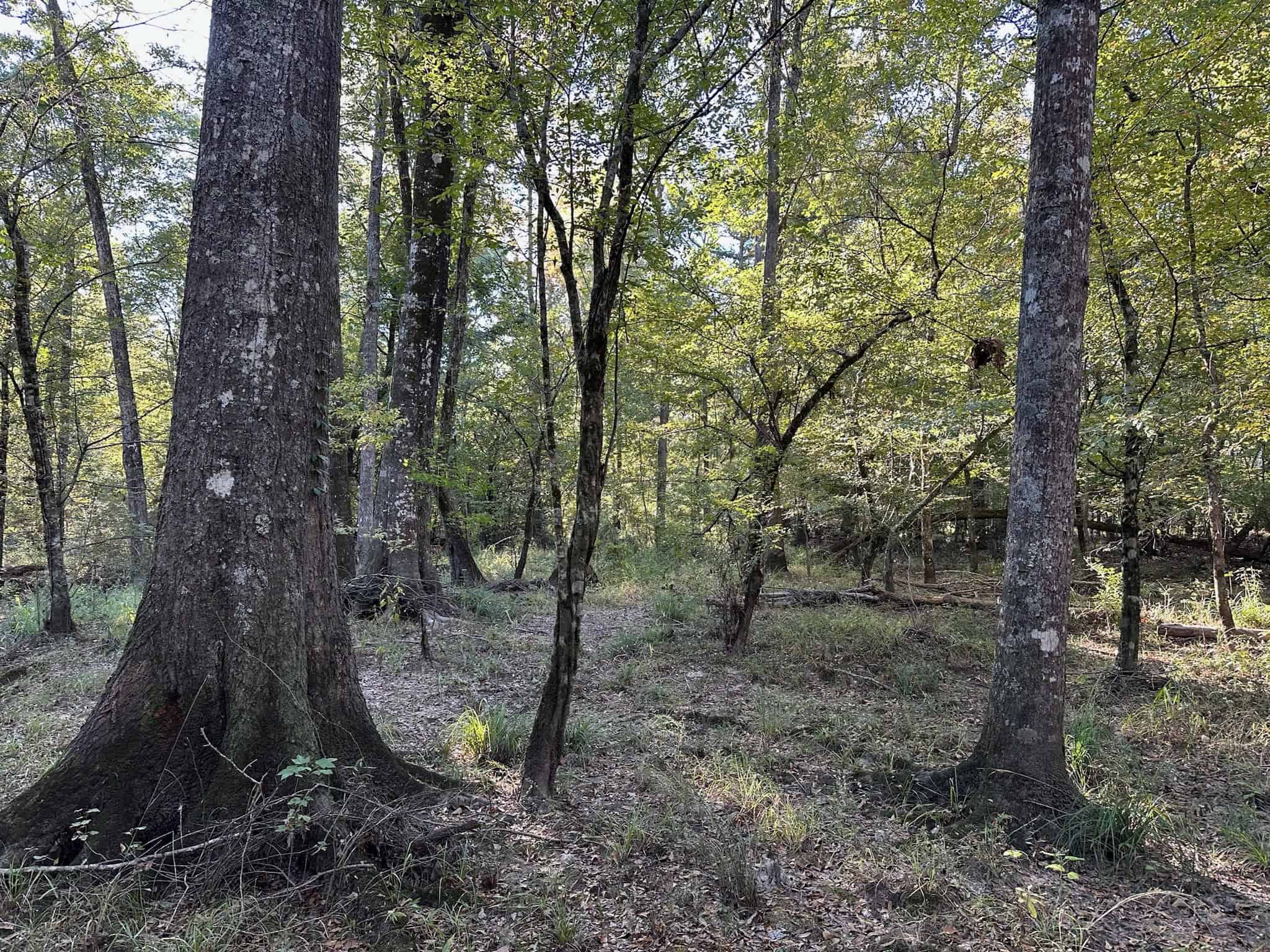 Hunting and Timberland Tract for sale in North Louisiana