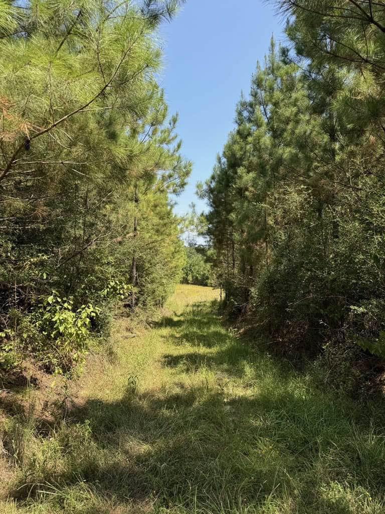 45 Acre Timberland Hunting Lincoln County South MS