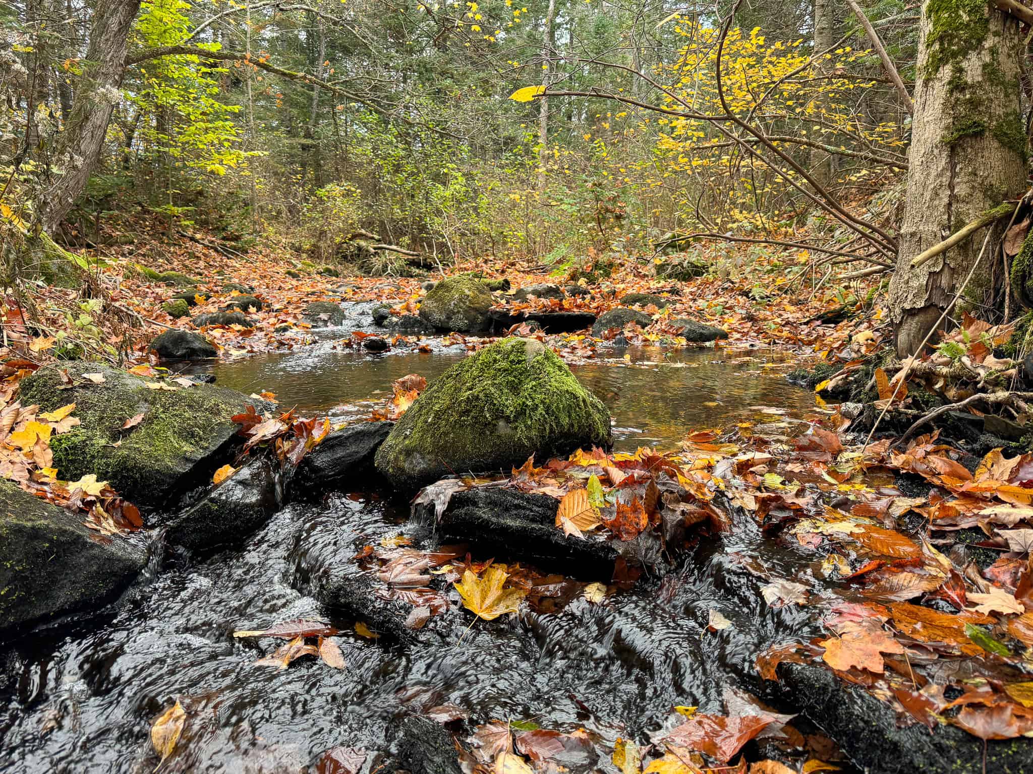 Homestead & Hunting Land in Central Maine