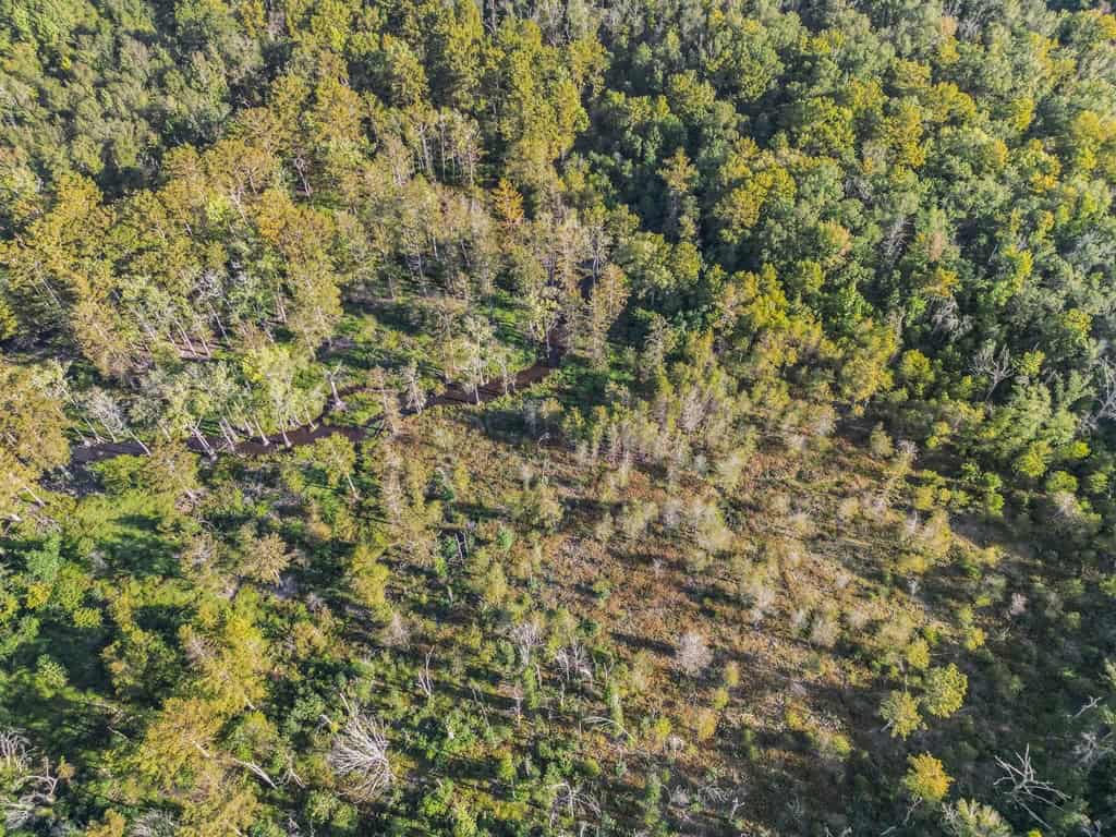 Hunting and Timberland for Sale in Ouachita Parish, LA