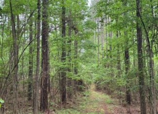 45 Acre Timberland Hunting Lincoln County South MS