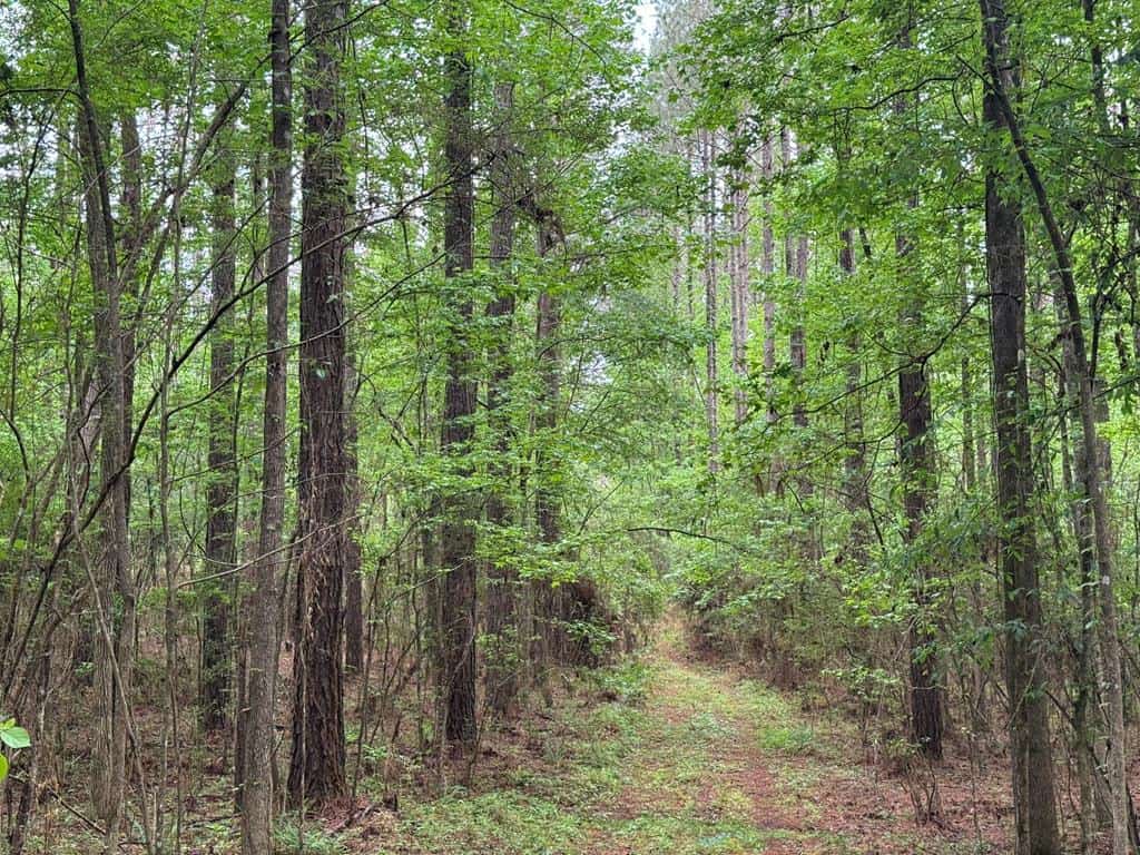 45 Acre Timberland Hunting Lincoln County South MS