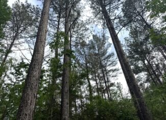 45 Acre Timberland Hunting Lincoln County South MS
