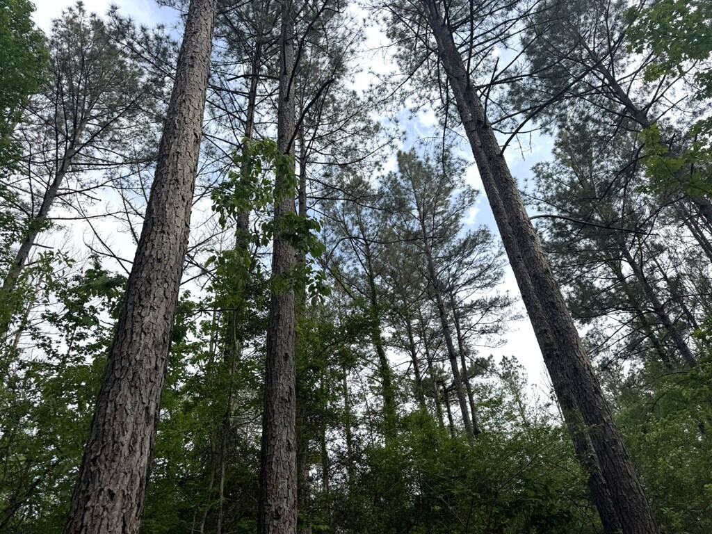 45 Acre Timberland Hunting Lincoln County South MS