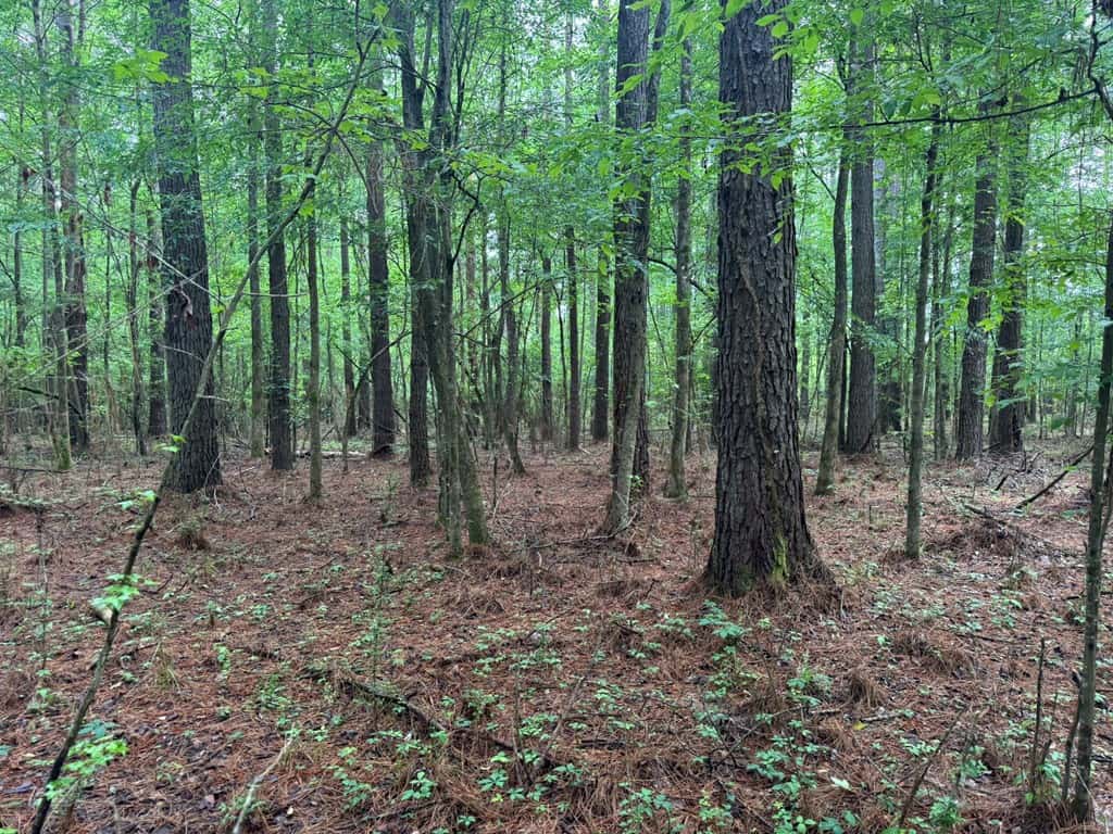 45 Acre Timberland Hunting Lincoln County South MS