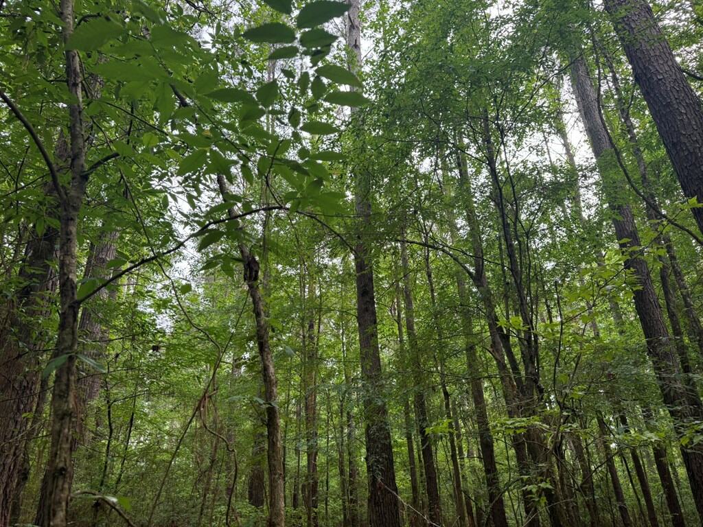 45 Acre Timberland Hunting Lincoln County South MS