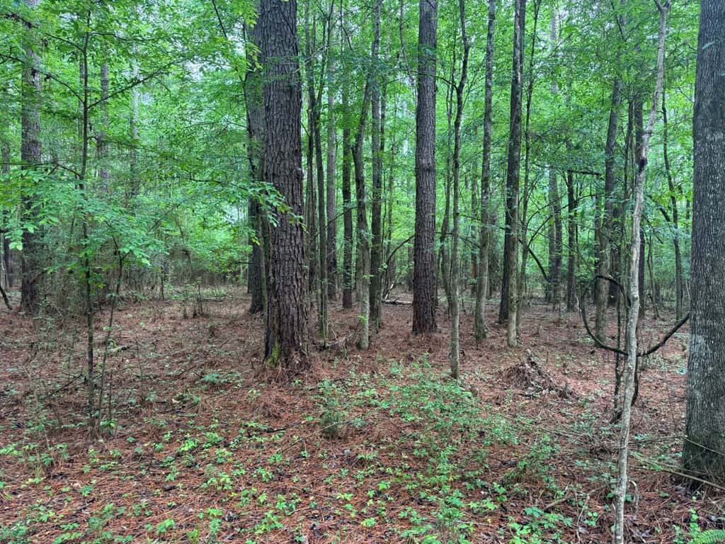 45 Acre Timberland Hunting Lincoln County South MS