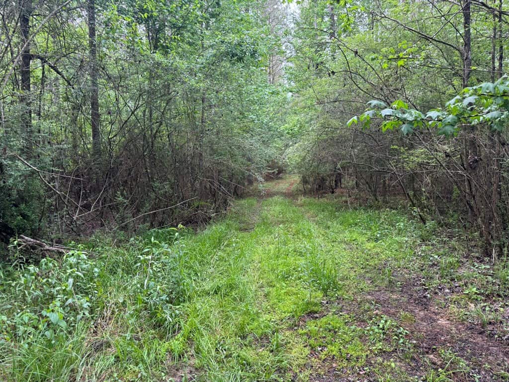 45 Acre Timberland Hunting Lincoln County South MS
