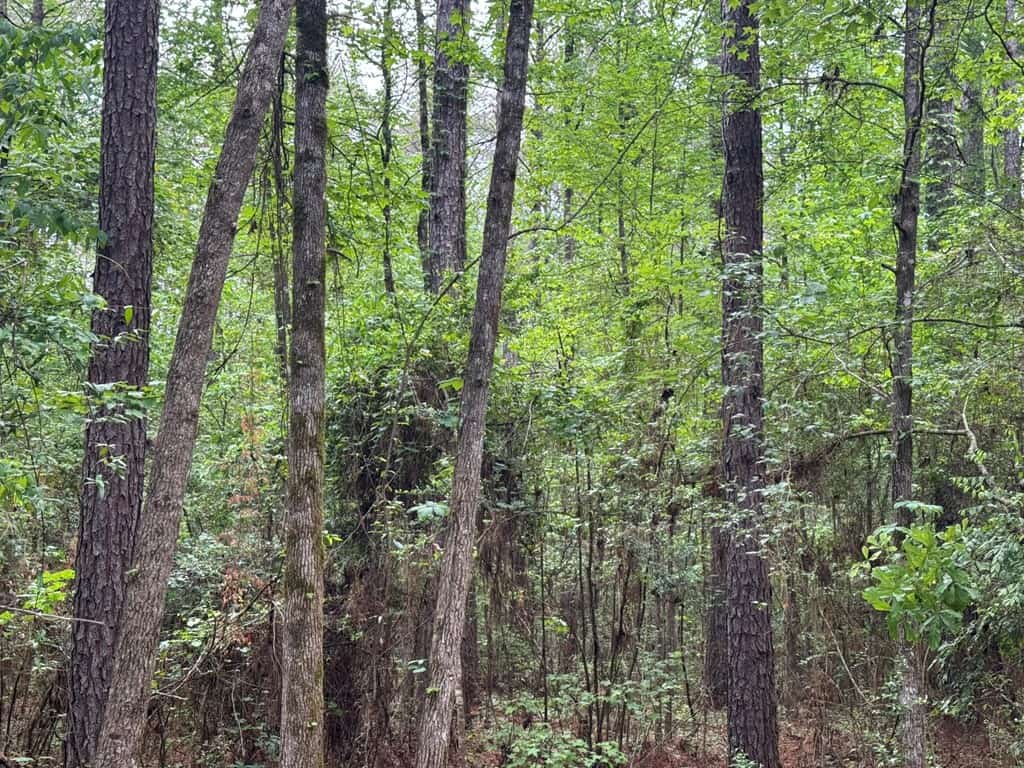 45 Acre Timberland Hunting Lincoln County South MS