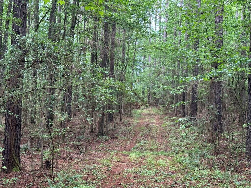 45 Acre Timberland Hunting Lincoln County South MS