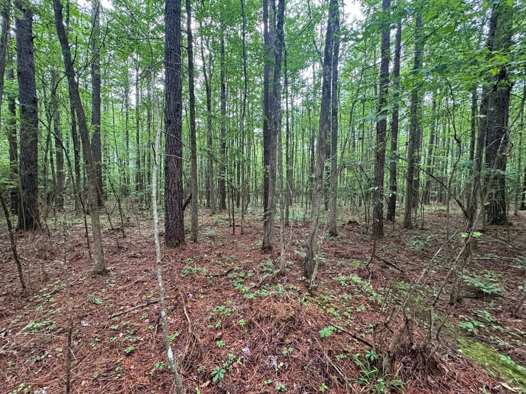 45 Acre Timberland Hunting Lincoln County South MS