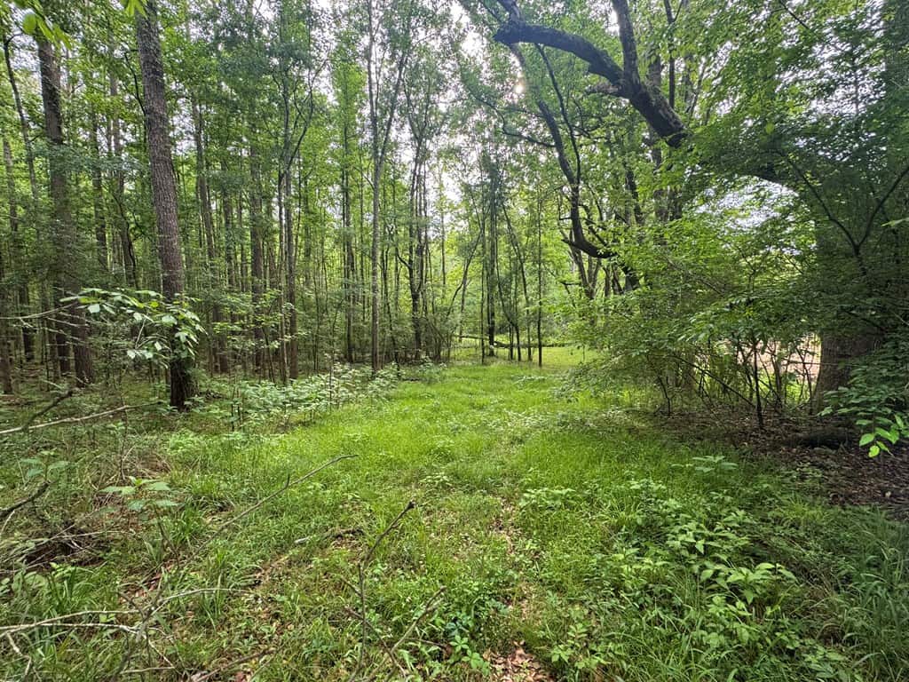 45 Acre Timberland Hunting Lincoln County South MS