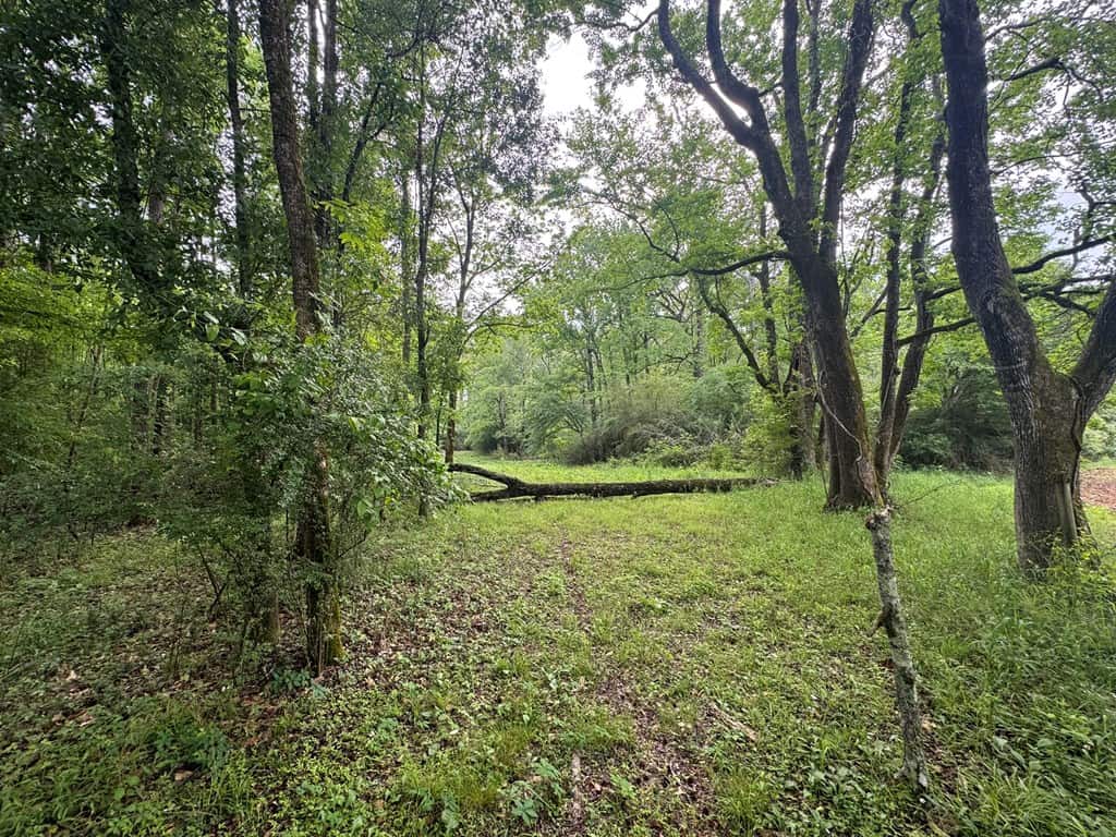 45 Acre Timberland Hunting Lincoln County South MS