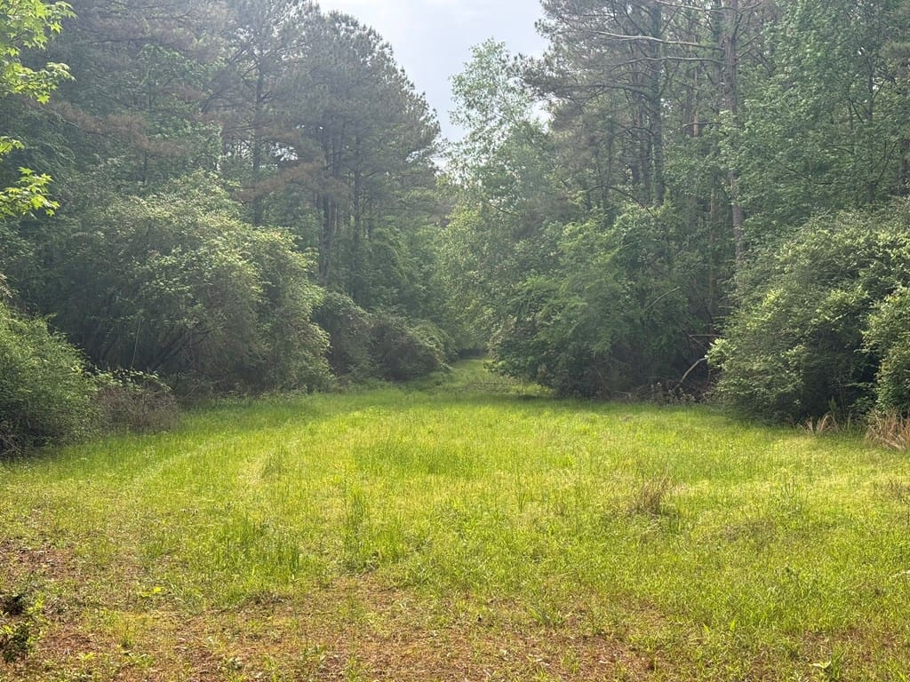 45 Acre Timberland Hunting Lincoln County South MS