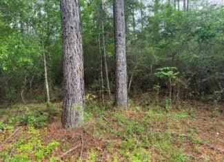 45 Acre Timberland Hunting Lincoln County South MS