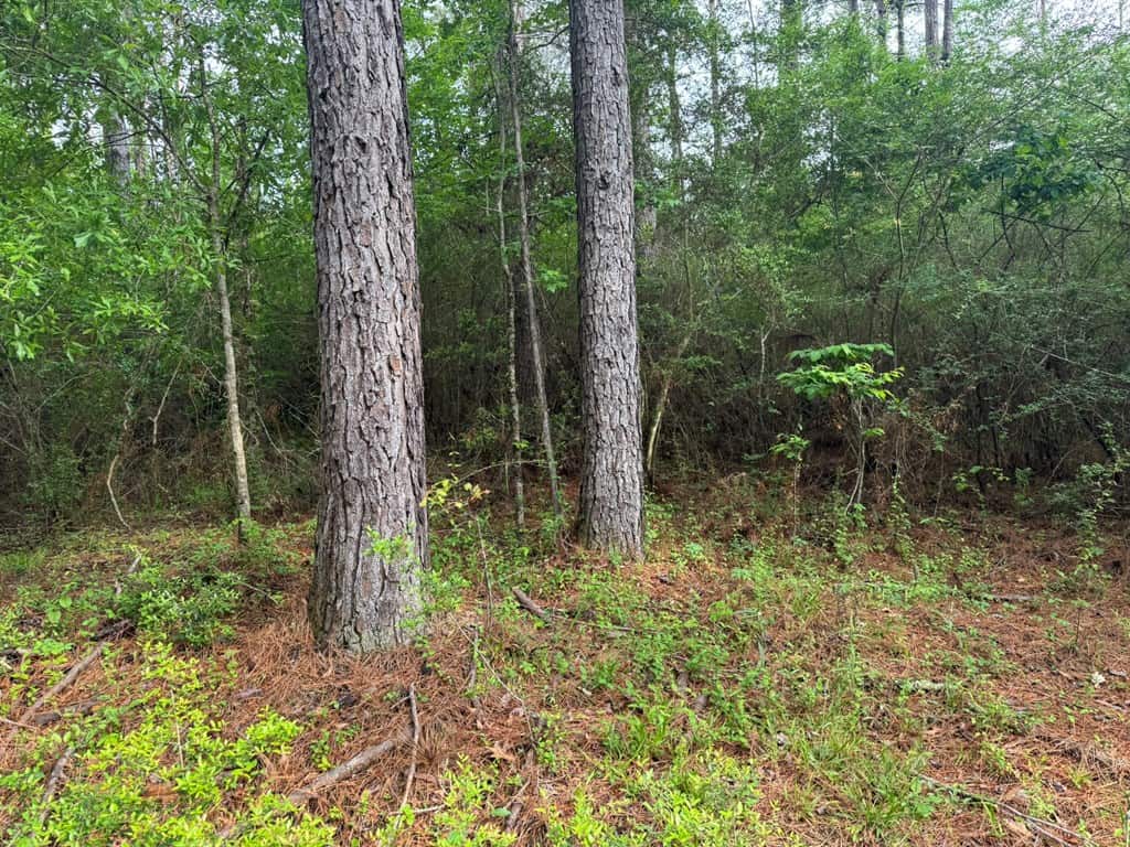 45 Acre Timberland Hunting Lincoln County South MS