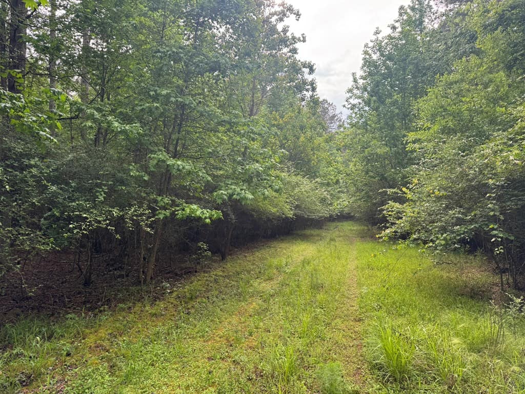 45 Acre Timberland Hunting Lincoln County South MS