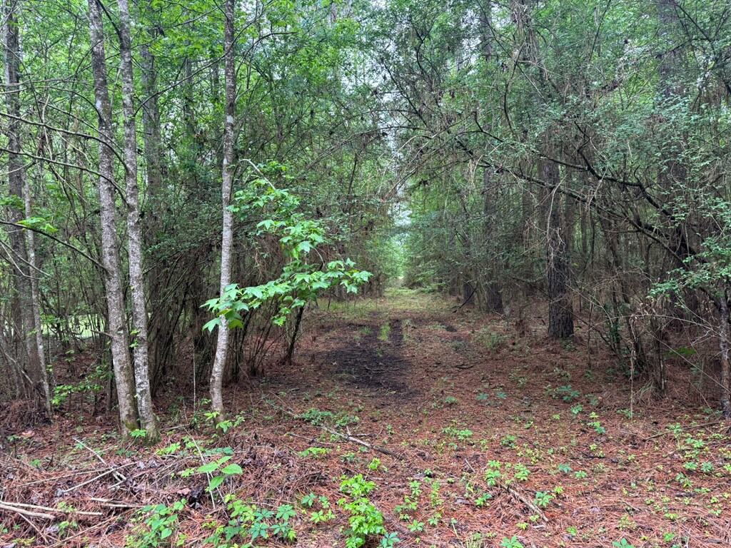 45 Acre Timberland Hunting Lincoln County South MS