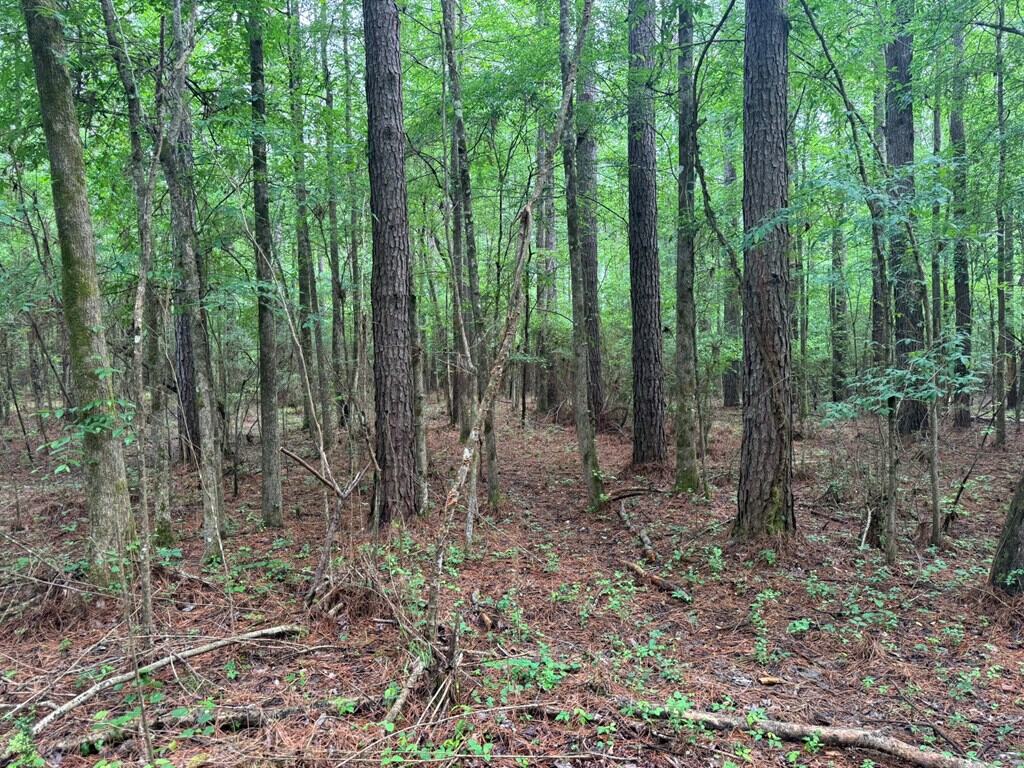 45 Acre Timberland Hunting Lincoln County South MS