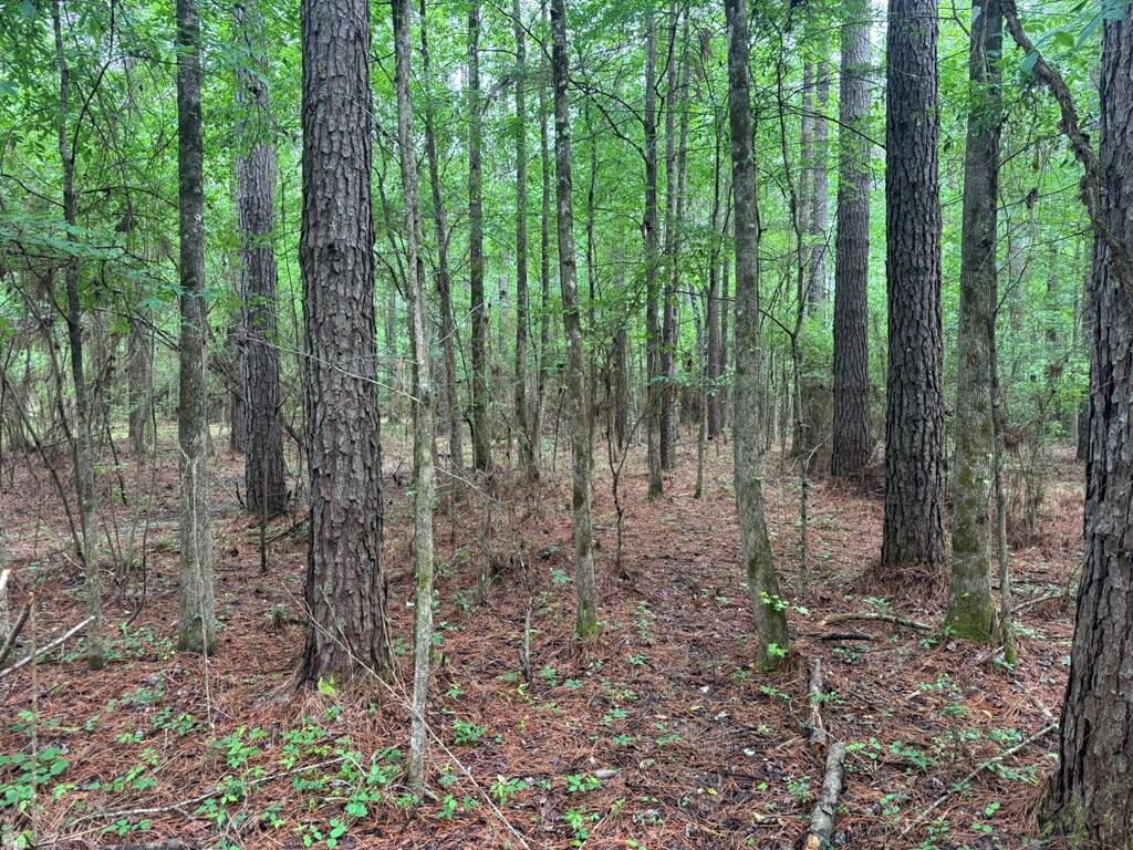 45 Acre Timberland Hunting Lincoln County South MS