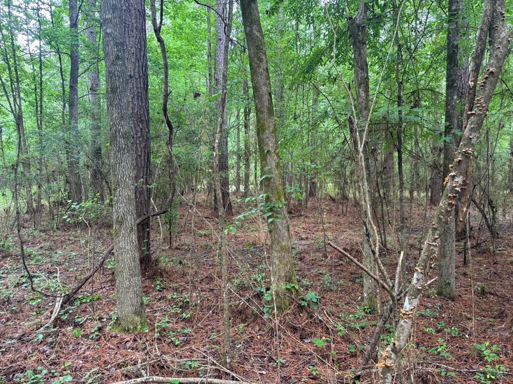 45 Acre Timberland Hunting Lincoln County South MS