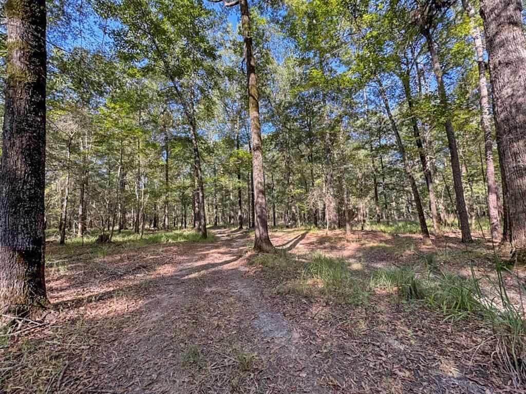 Hunting and Timberland for Sale in Ouachita Parish, LA