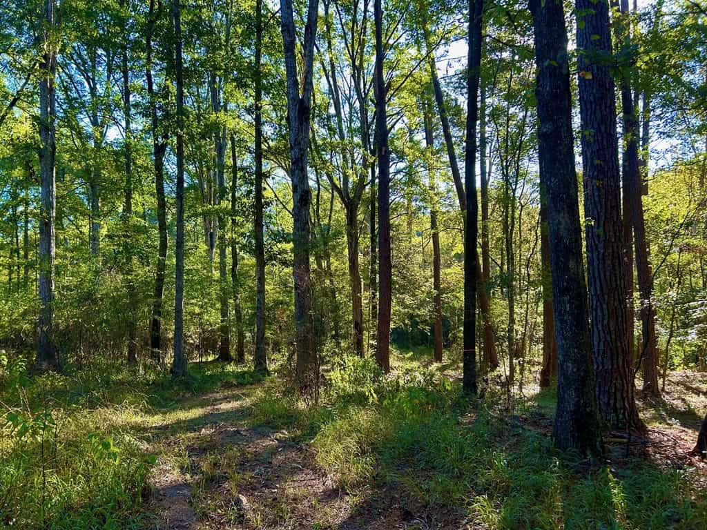 Smithdale MS 80+- Acres For Sale