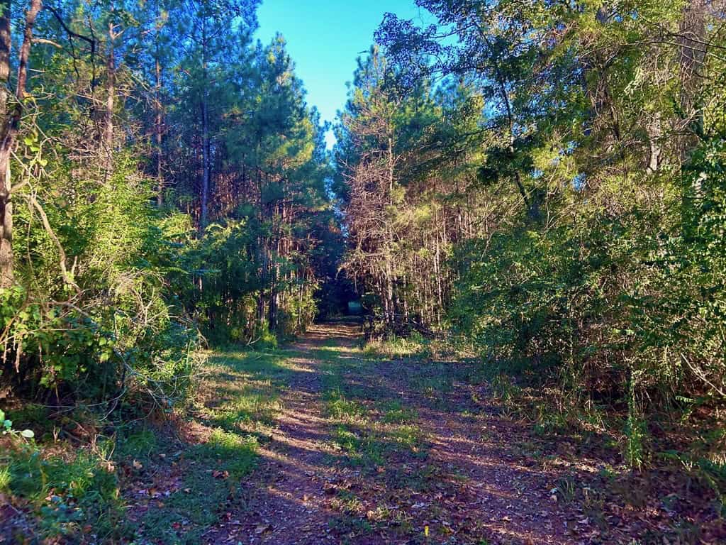Smithdale MS 100+- Acres For Sale