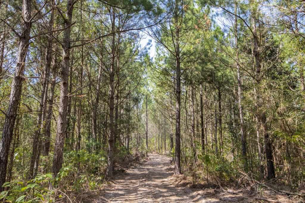 Turnkey Property in Amite County Connected to Caston Creek